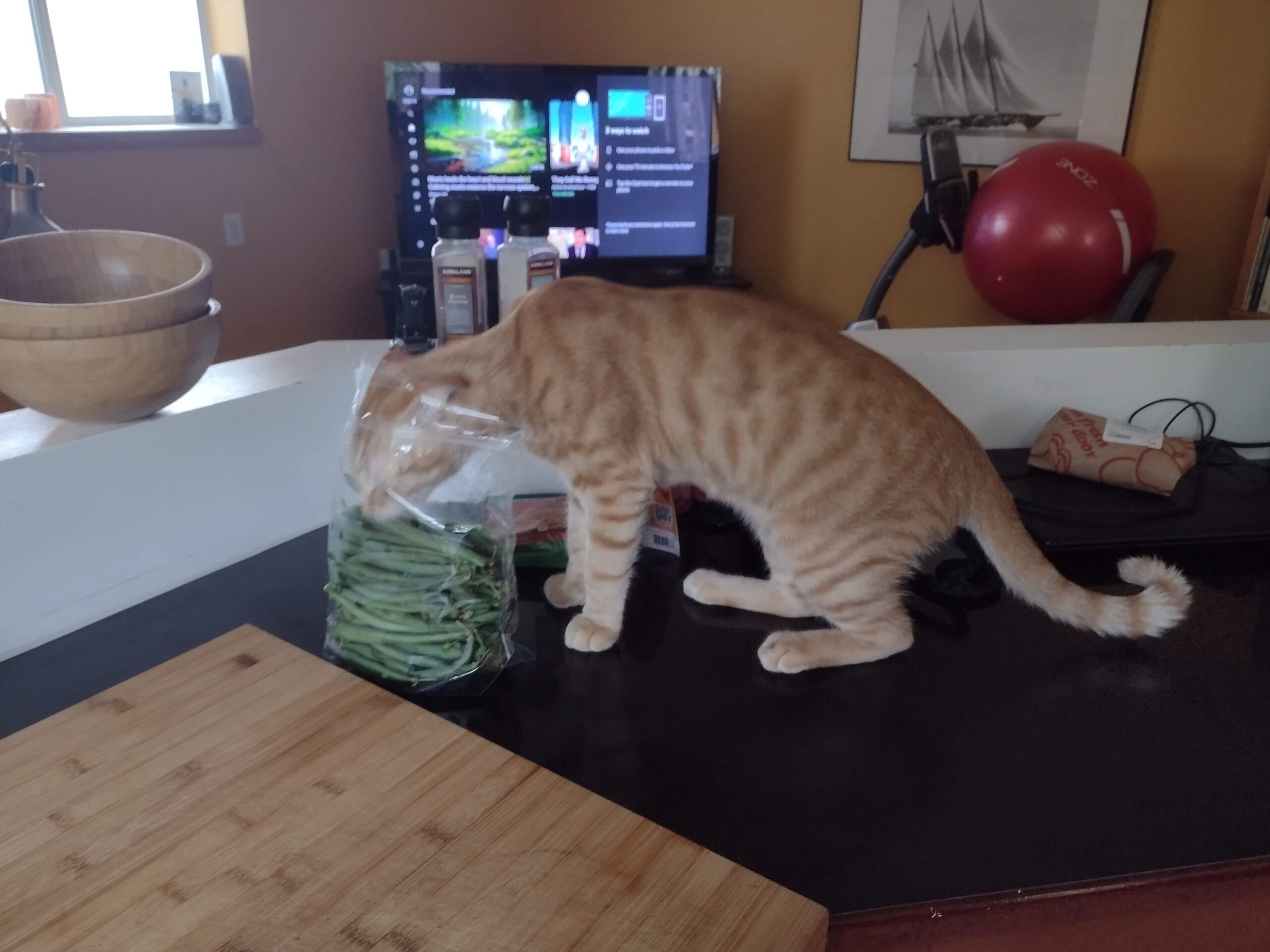 6 Cara Sederhana Bikin Kucing Tak Lagi Maling Makanan, Rumah Jadi Lebih Tenang