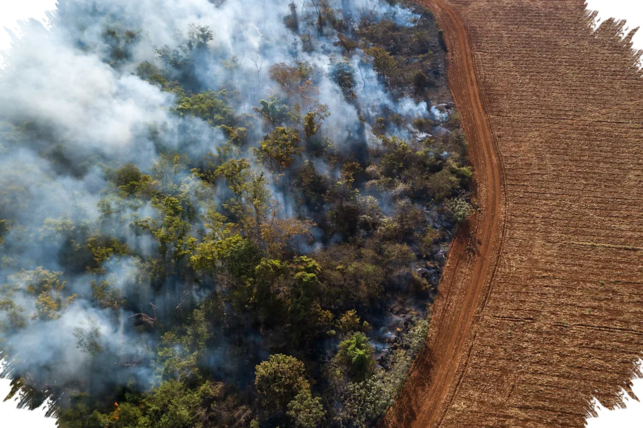 Hutan Hujan Tropis Dunia Melambat Di 2026, Tapi Api Masih Mengancam Balik