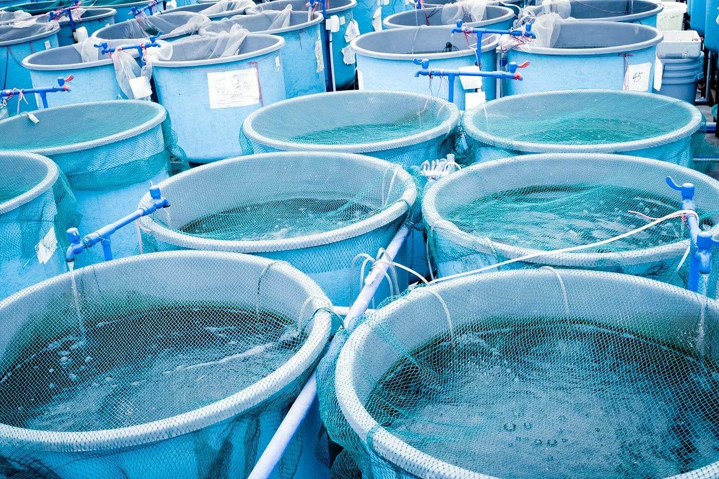 Cuma Ember Dan Rp120 Ribu, Ternak Nila Ini Bisa Jadi Nafas Baru Usai PHK