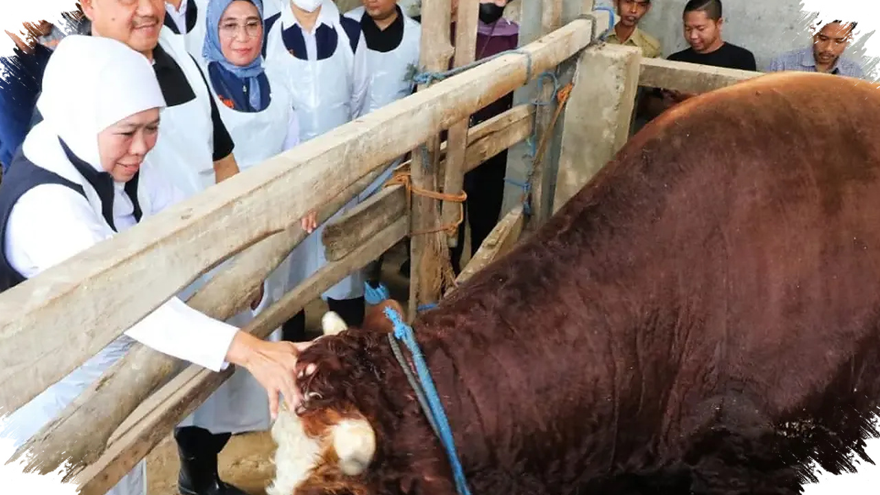 Jawa Timur Surplus Hewan Kurban, Stok Sapi Dan Kambing Jauh Di Atas Kebutuhan