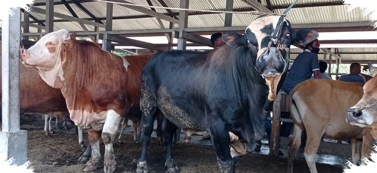 Patungan Sapi Kurban Kian Diminati, Cuma Rp2,2 Juta Per Orang Hingga H-Iduladha