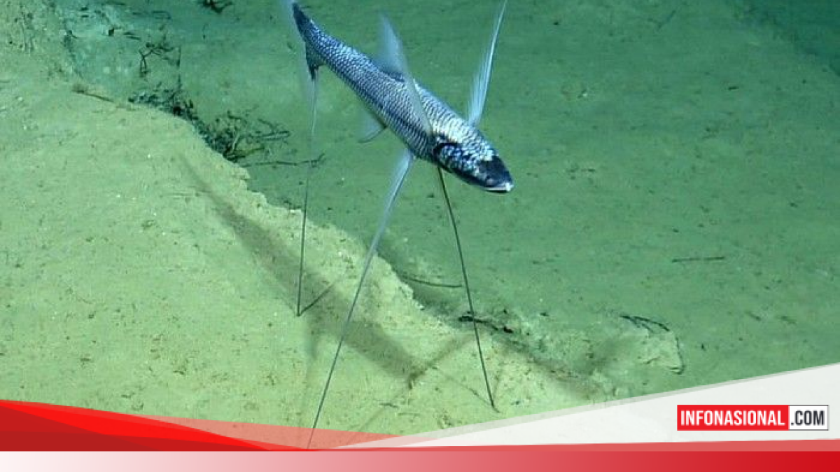 Ikan Tripod, Makhluk Laut Dalam Yang Tampak Berdiri Sambil Menunggu Makan Datang