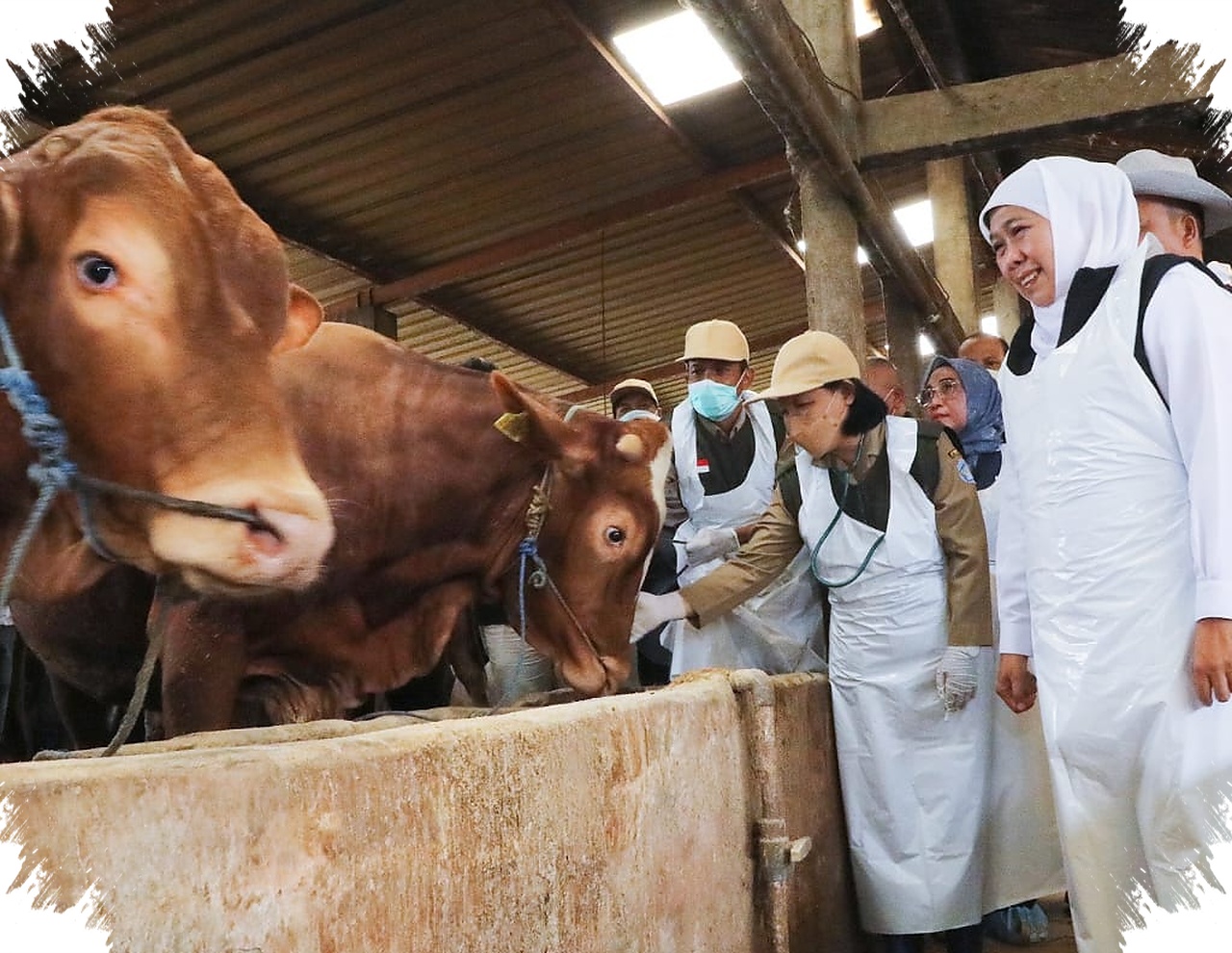Jelang Idul Adha 1447 H, Stok Kurban Jatim Ternyata Surplus Besar dan Penuh Pengawasan