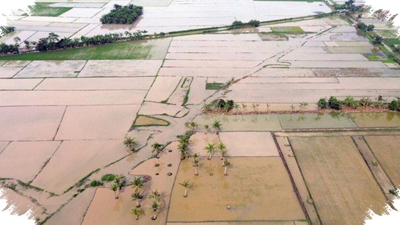 42.702 Hektare Sawah Dipulihkan, Tiga Provinsi Menjaga Pasokan Beras Setelah Bencana