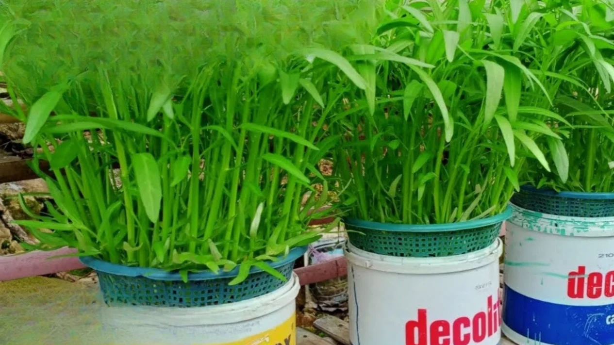Kangkung Di Ember Tanpa Tanah, Siap Panen Dalam 2–3 Minggu Saja