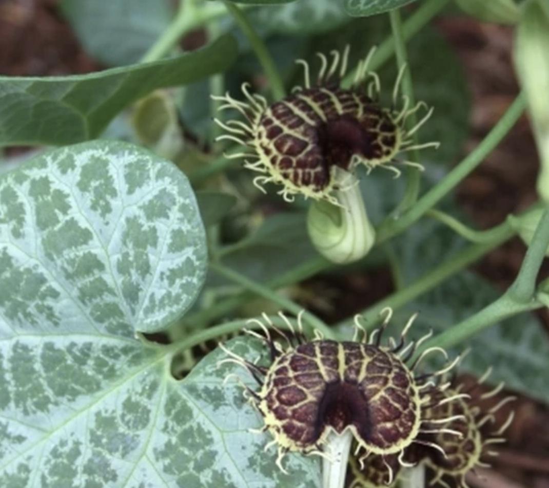 White Veined Pipevine, Urat Putihnya Memikat Namun Menyimpan Racun