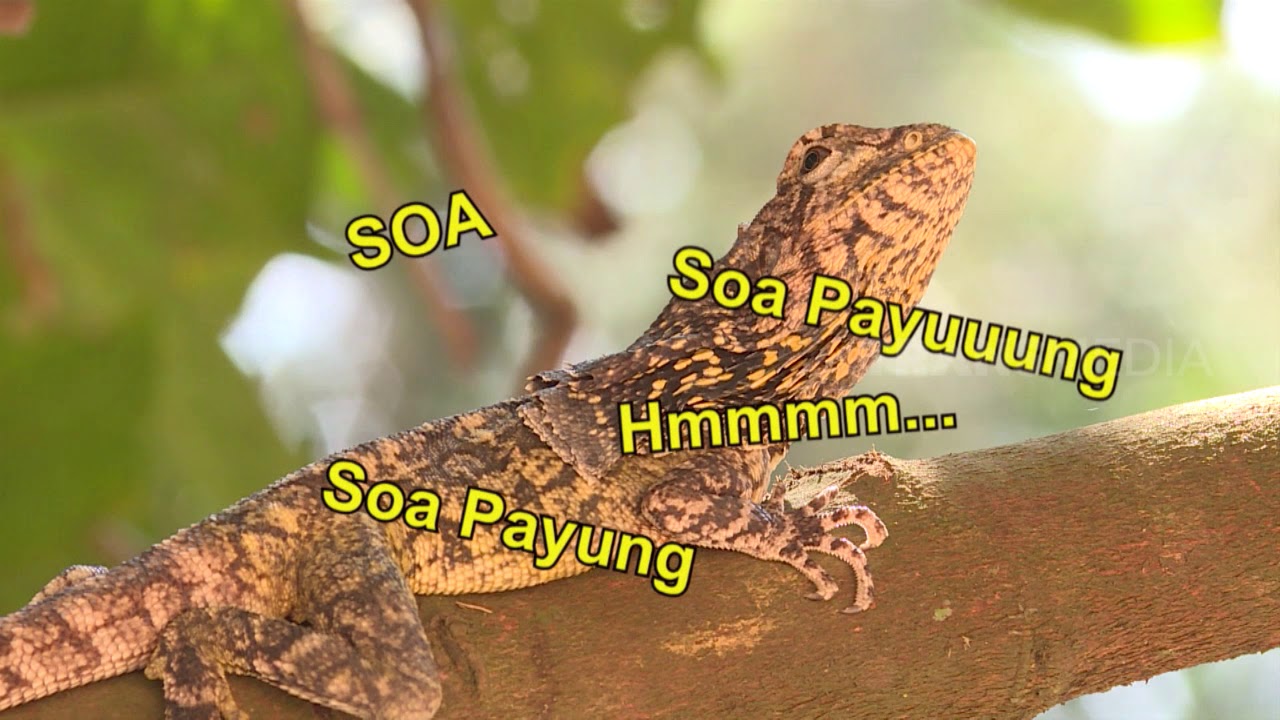 Mengapa Tetap Disebut Saurus, Jawabannya Tersimpan Pada Soa Layar Hingga Soa Payung