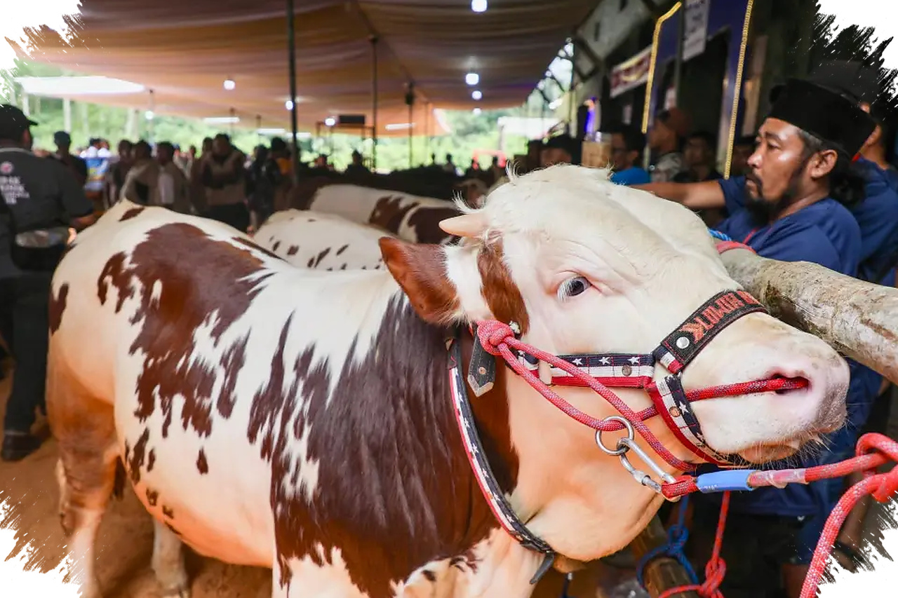 Susu Masih Defisit, Jateng Andalkan Kontes Sapi Perah untuk Dorong Produksi