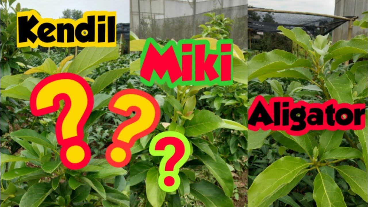 5 Pohon Alpukat Tahan Ulat, Miki dan Kendil Paling Andal untuk Kebun Rumahan