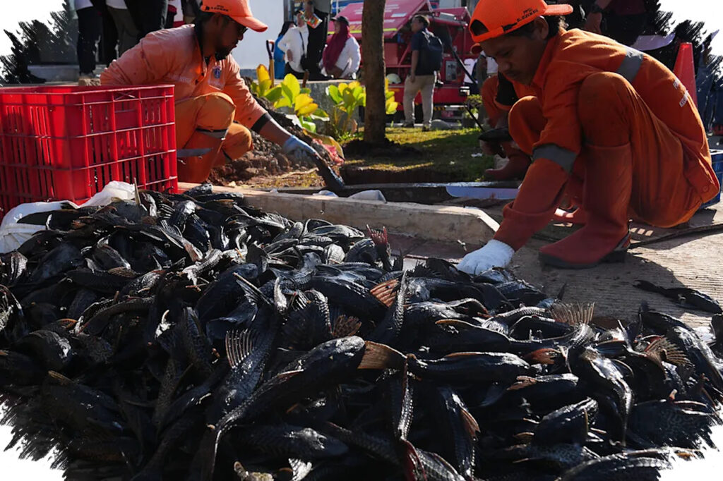 Jakarta Kerahkan Operasi Besar Lawan Sapu-Sapu Invasif, Ciliwung Jadi Medan Perang Ekologi