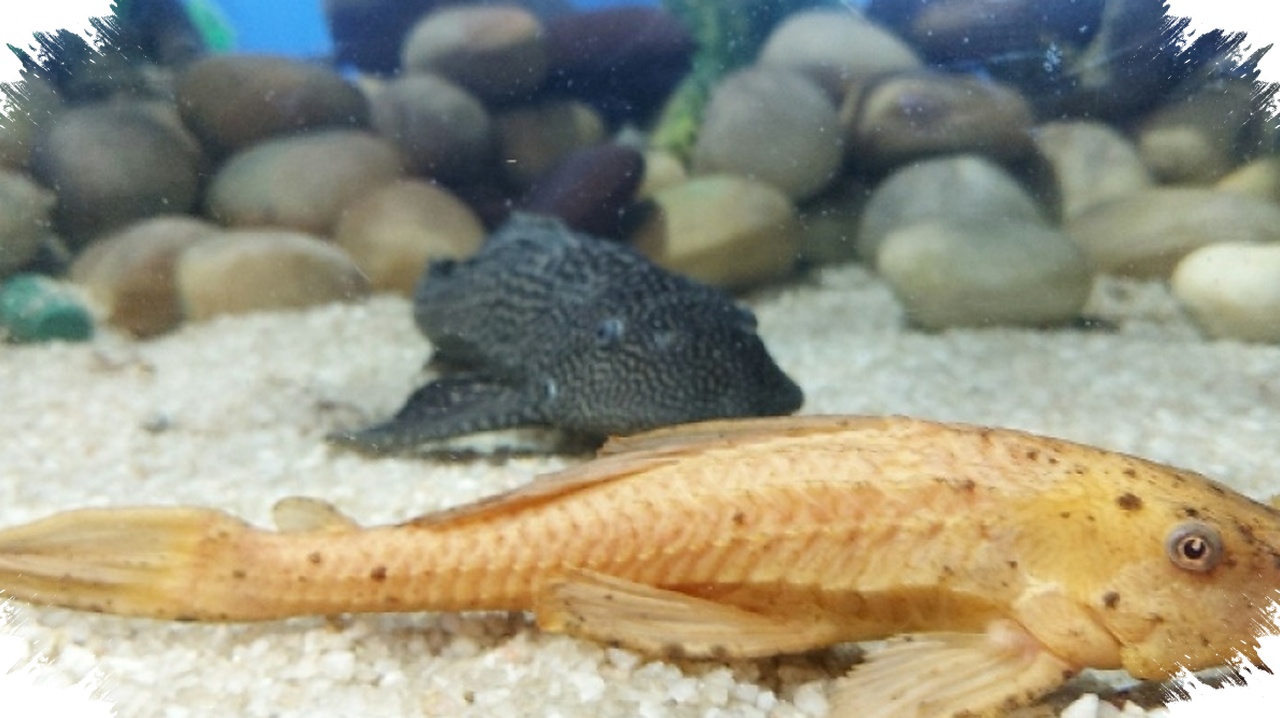Sungai Jakarta Penuh Logam Berat, Ikan Sapu-Sapu Tak Aman Jadi Pakan Ternak