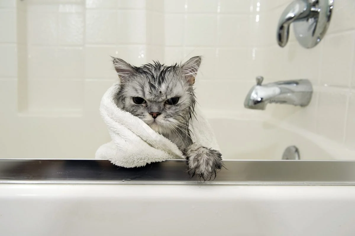 7 Cara Memandikan Kucing Tanpa Cakaran, Langkah Tenang Yang Sering Menyelamatkan Pemilik Dari Panik