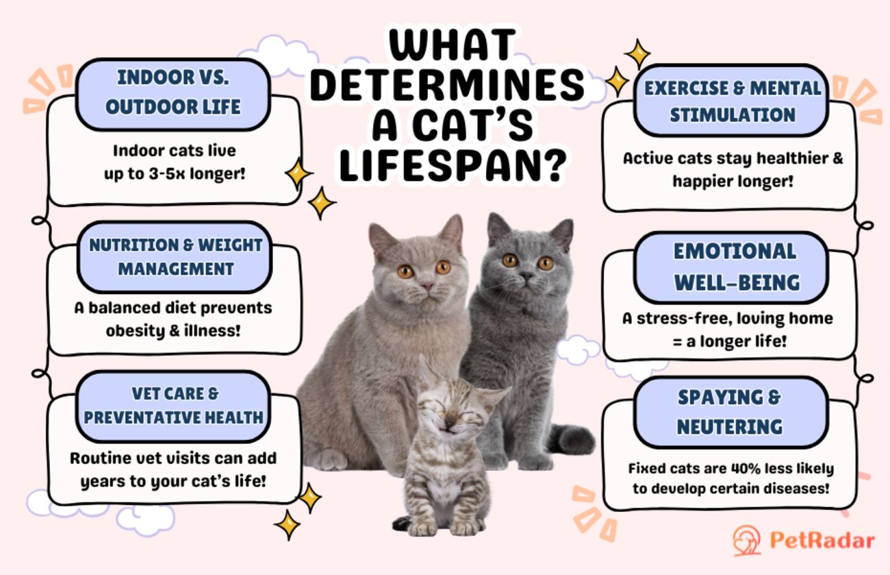 4 Fakta Ilmiah yang Menentukan Usia Hidup Kucing, Sterilisasi dan Rumah Ternyata Mengubah Segalanya