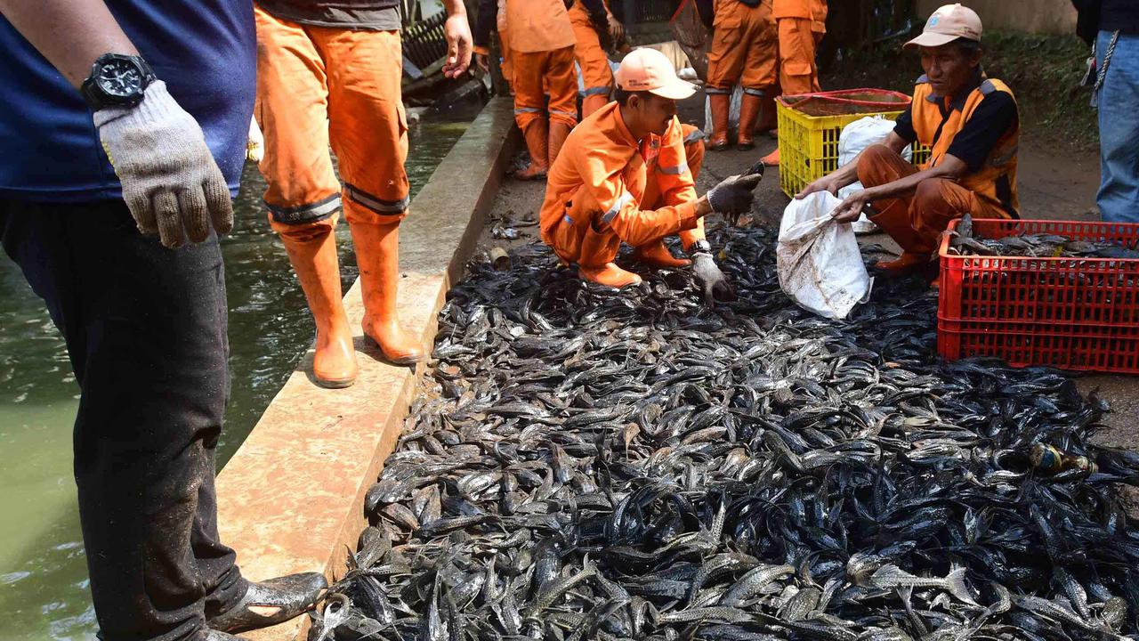 Ikan Sapu-Sapu Bukan Sekadar Pembersih, Cara Kerjanya Diam-Diam Menghancurkan Ekosistem Air