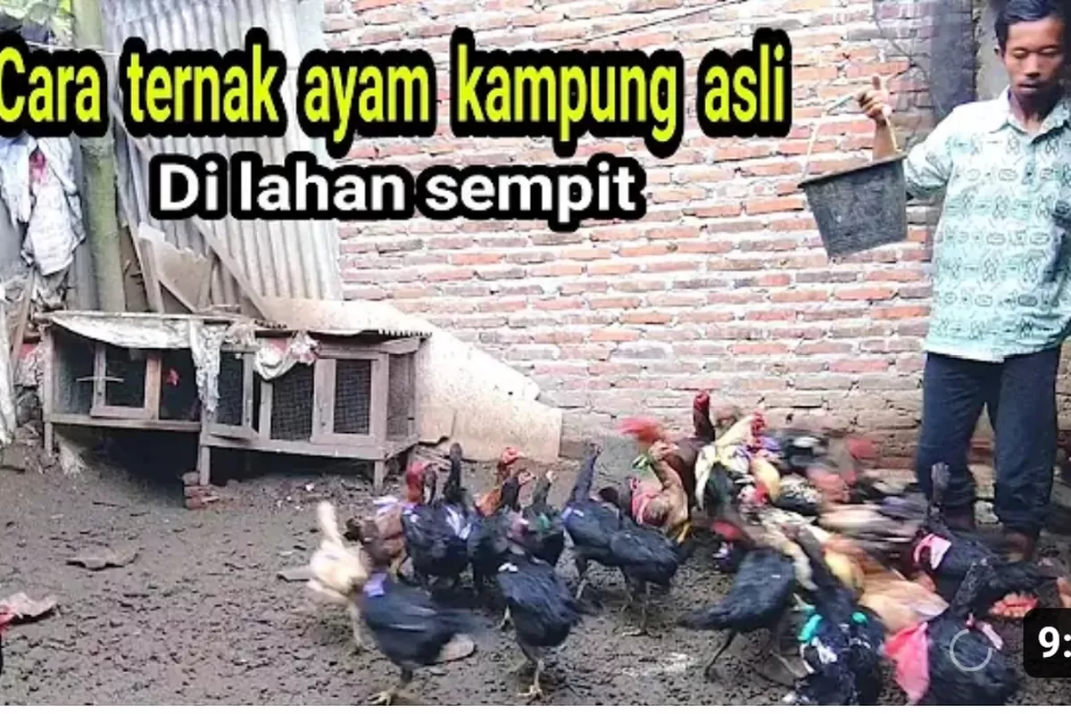 Lahan 1x2 Meter Bukan Penghalang, Ayam Kampung Bisa Panen 3 Bulan dan Omzet Rp2 Juta