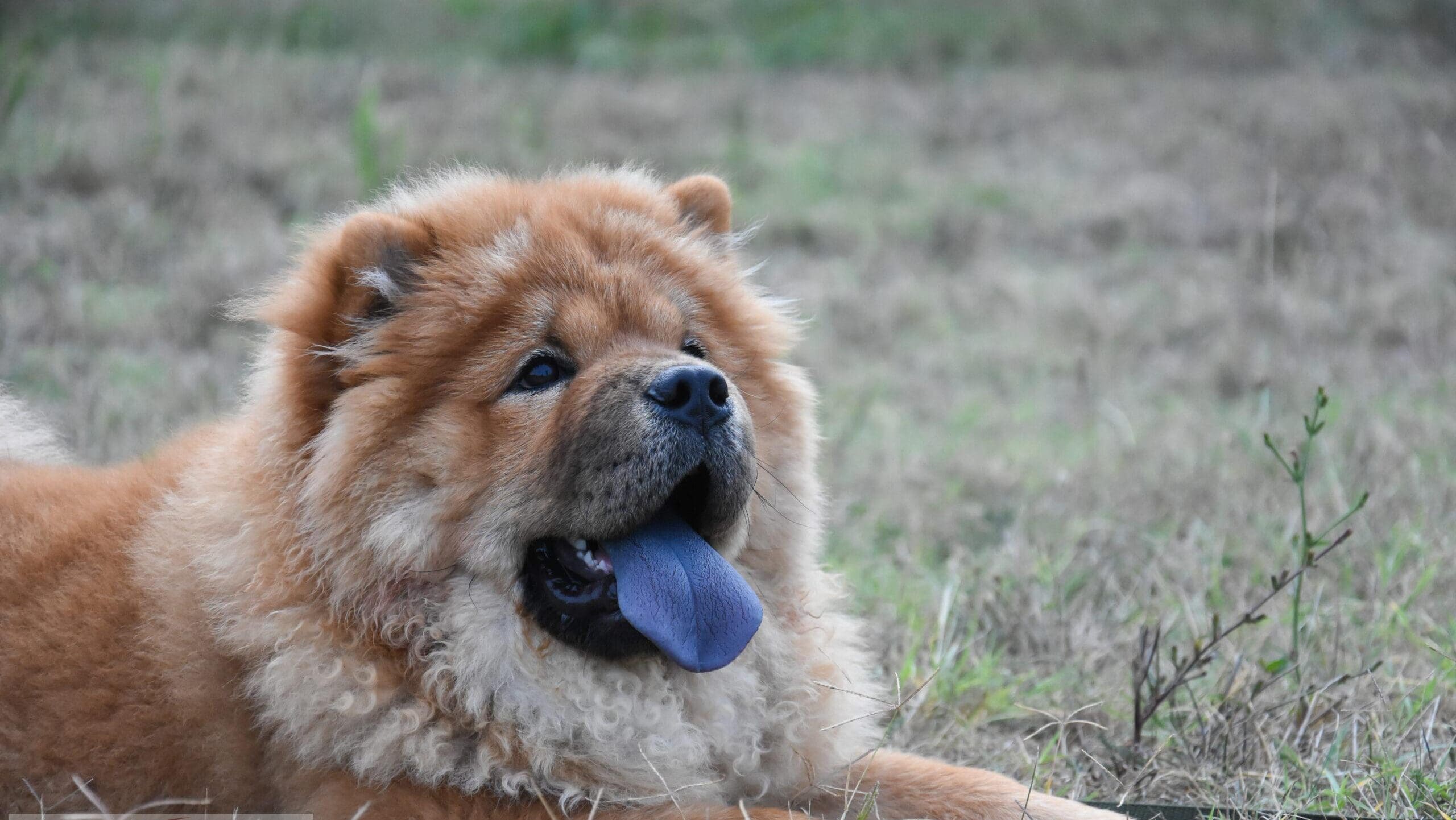 Lidah Biru Pada Anjing Bukan Kelainan, Jejak Genetik Di Balik Ciri Langka Ini