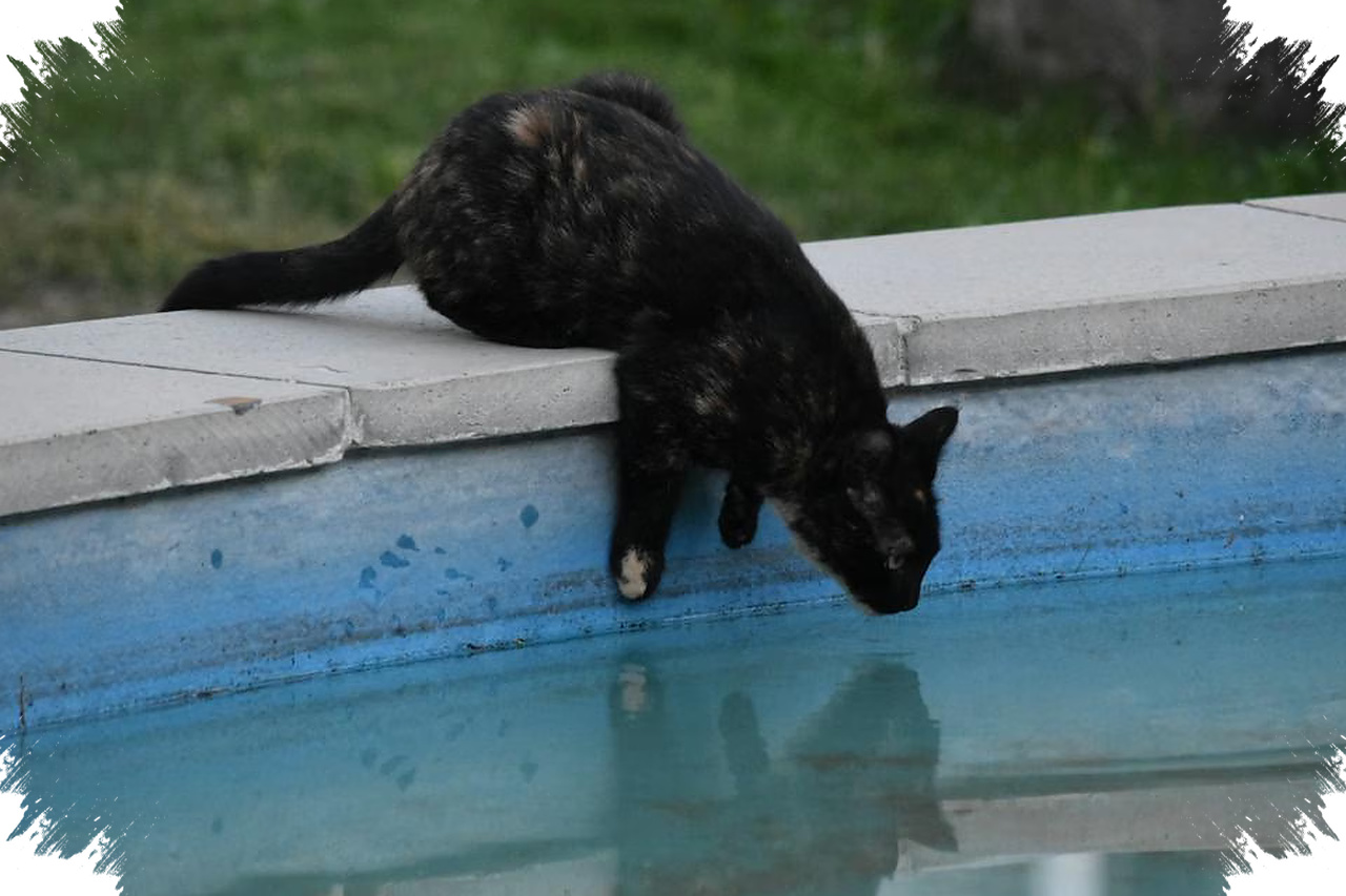 Kucing Bisa Berenang, Naluri Alam yang Sering Tertutup Takut Air