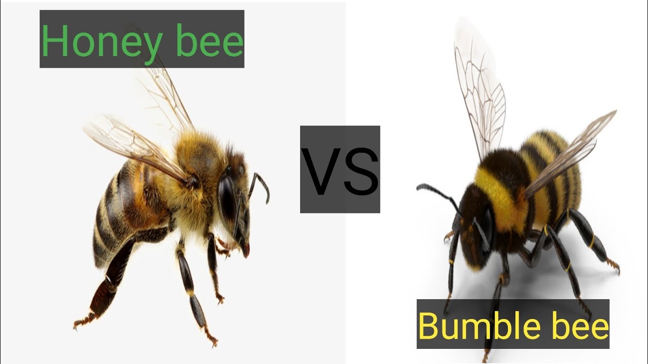 Bukan Lebah Madu Biasa, 4 Ciri Bumblebee yang Sering Tertukar Di Alam