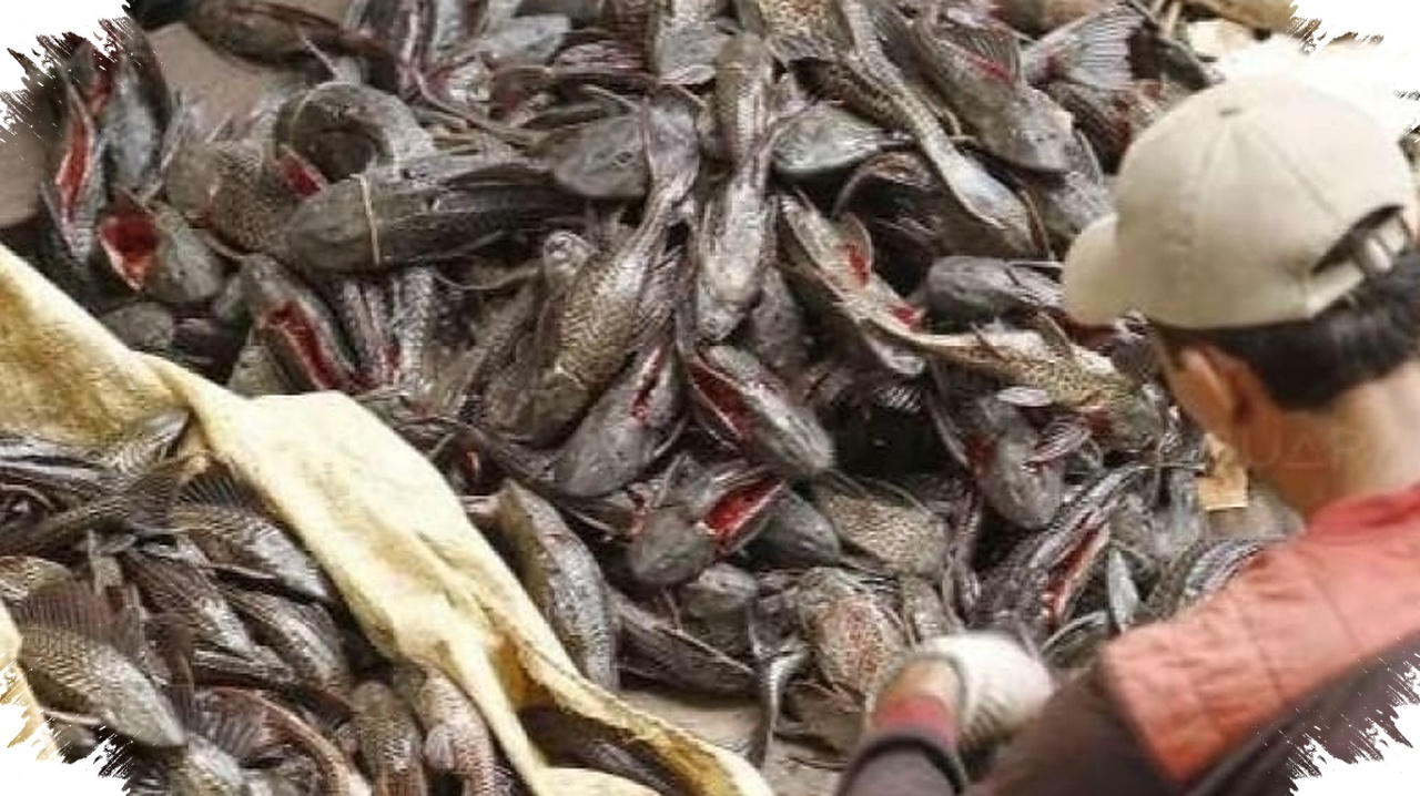 Ikan Sapu-Sapu Bisa Dimakan?, Racun Tersembunyi di Dagingnya dan Ancaman bagi Sungai