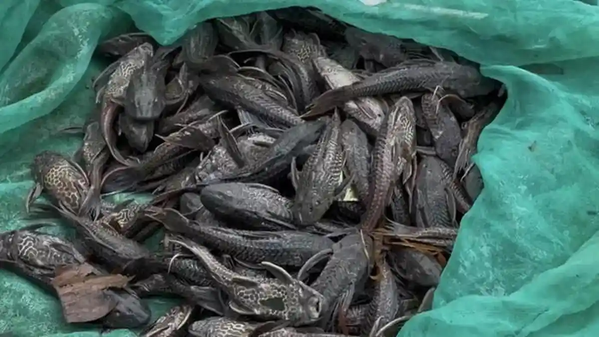 Ikan Sapu-Sapu Lepas Kendali, Sungai Terancam Dikuasai Dan Ikan Lokal Tersisih