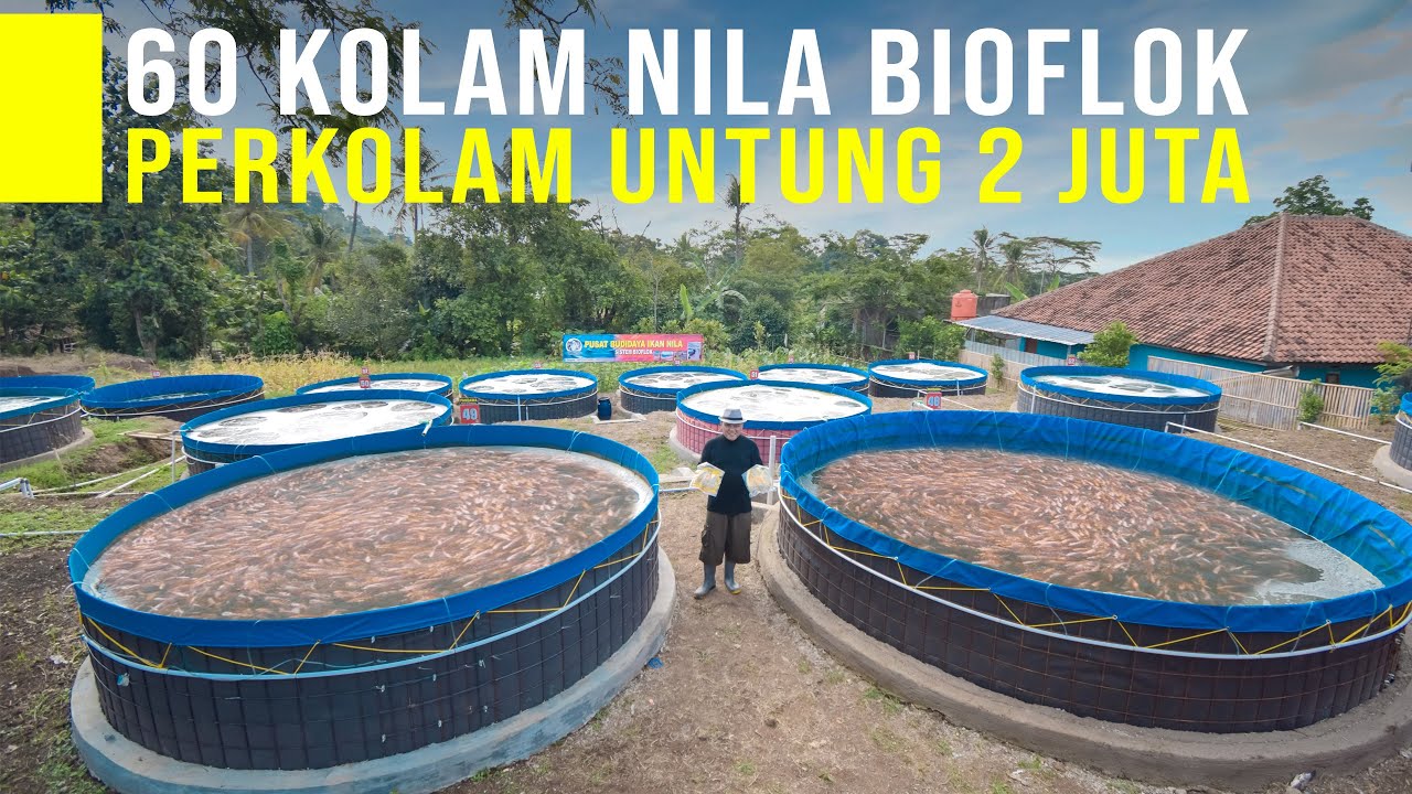 Kolam Ikan Di Permukiman Padat Tak Harus Bau, Bioflok Dan Akuaponik Ubah Limbah Jadi Solusi