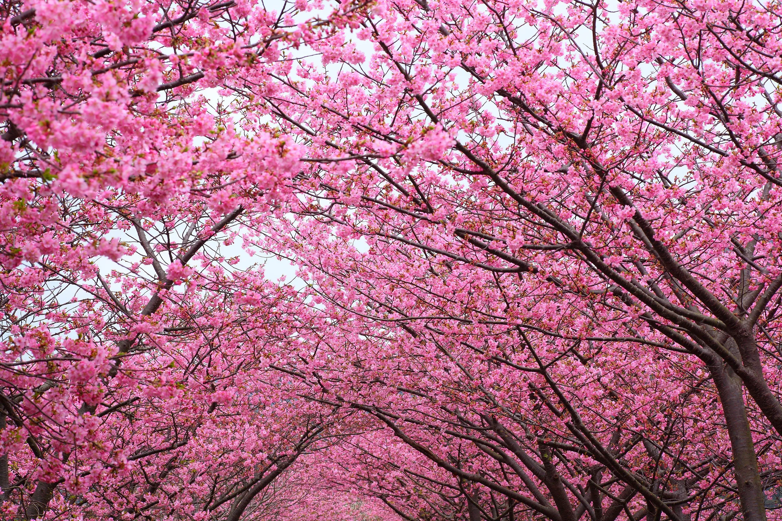 Sakura Tak Sekadar Cantik, Mekarnya Hanya Sebentar Tapi Maknanya Paling Dalam