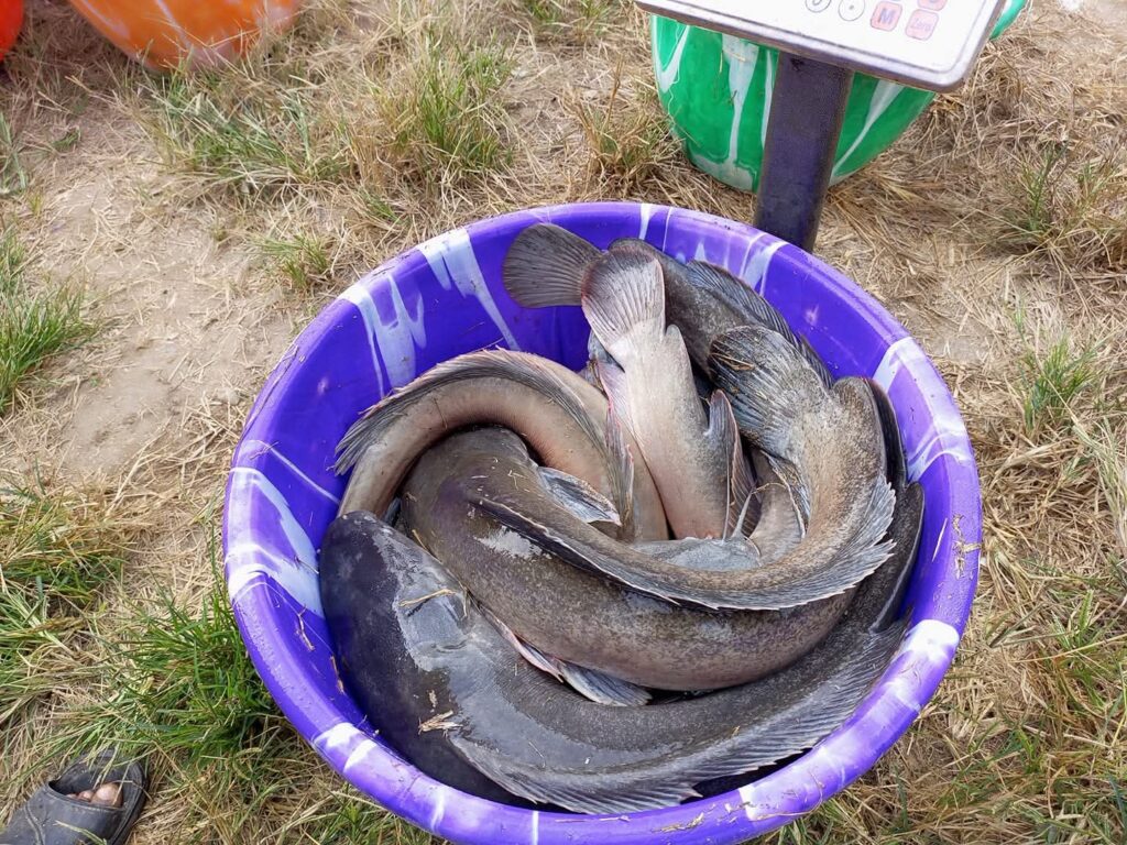 Ember 50 Liter Bisa Isi 30–50 Lele, Panen 2–3 Bulan Tanpa Kolam Besar