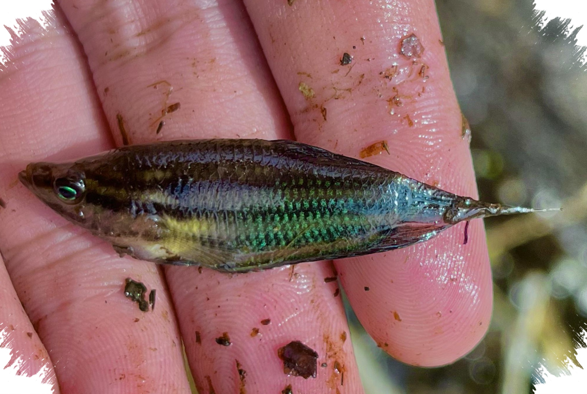 Dari Cere Hingga Gabus, 5 Ikan yang Bertahan Hidup di Selokan Kotor