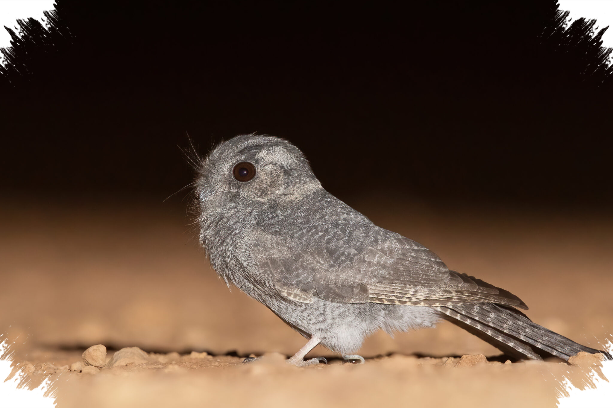 Australian Owlet-Nightjar Bukan Burung Hantu, Suaranya Aneh Terdengar Di Malam
