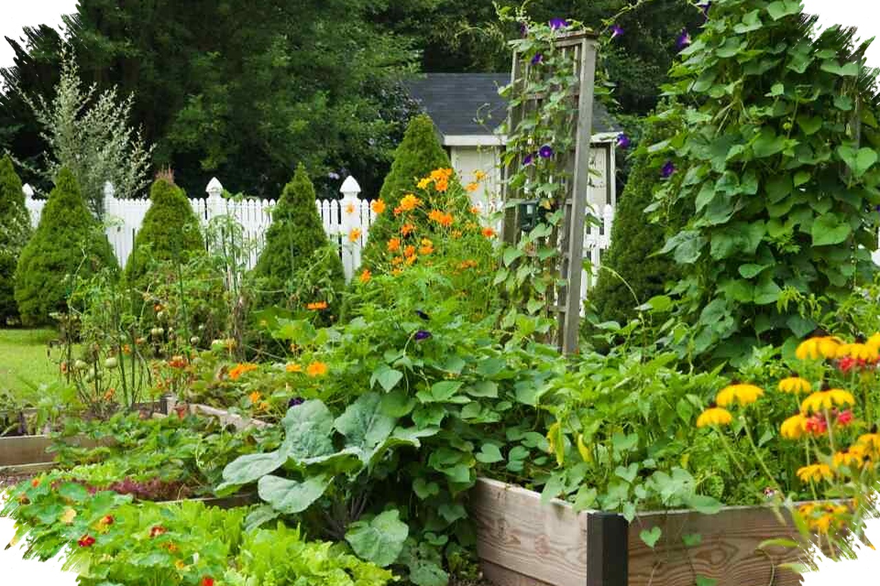 Kebun Sayur Organik Tak Perlu Luas, Desain Rapi Ini Bikin Panen Lebih Sehat dan Hemat