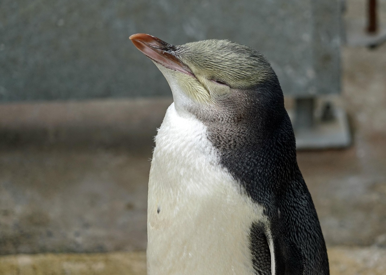 Yellow Eyed Penguin Selandia Baru, Cantik Tapi Pemalu dan Kian Terdesak