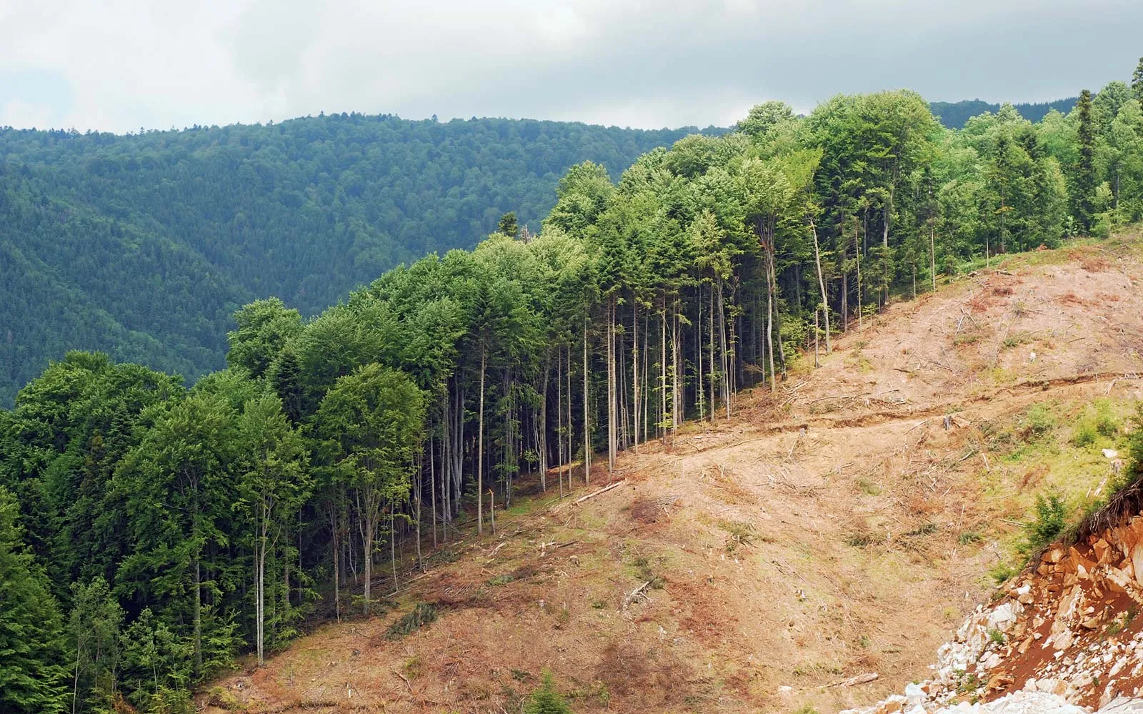 Satu Hektar Hutan Hilang, 5 Juta Liter Air Langsung Tak Lagi Tertahan