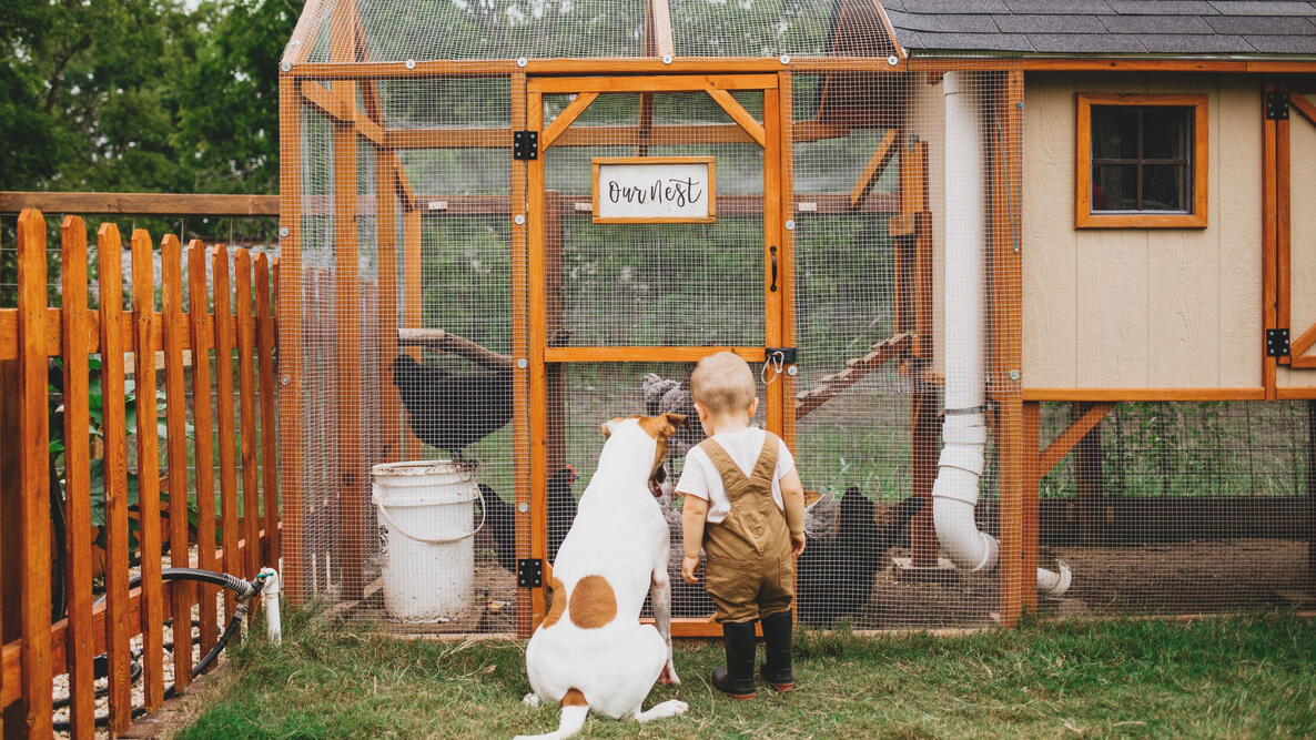 Pekarangan Sempit Jadi Cuan, 8 Model Ayam Kampung Dan Kebun Sayur Untuk Ibu Desa