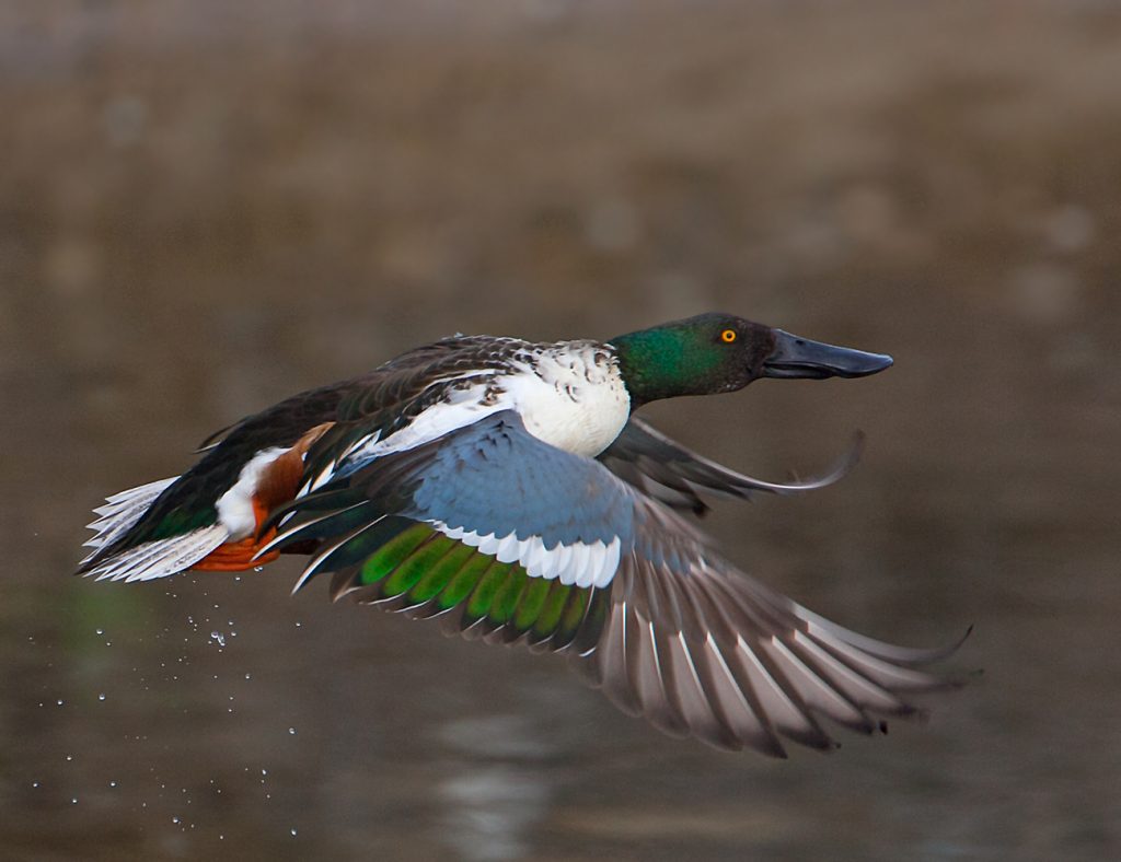 Northern Shoveler, Bebek Berparuh Sendok Yang Menyaring Makanannya Sambil Menjelajah Dunia