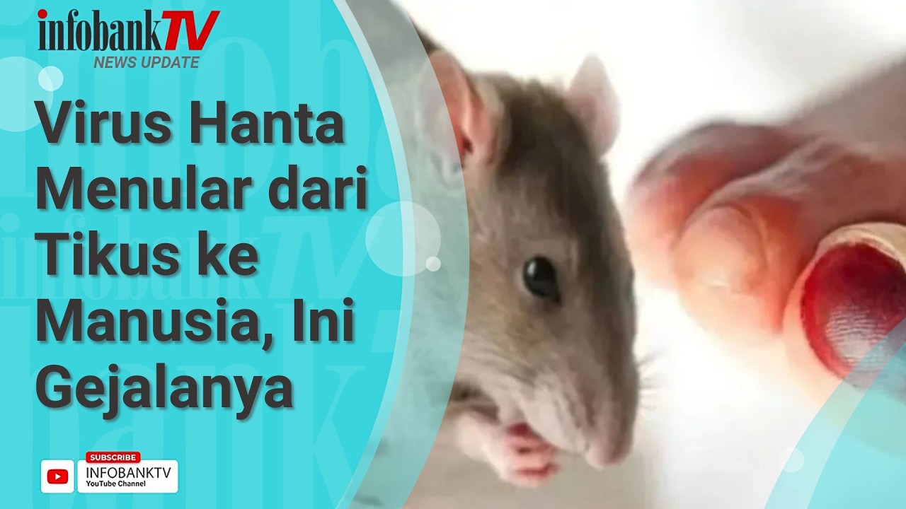 Selain Hantavirus, 5 Penyakit Dari Tikus Ini Bisa Diam-Diam Menular ke Manusia