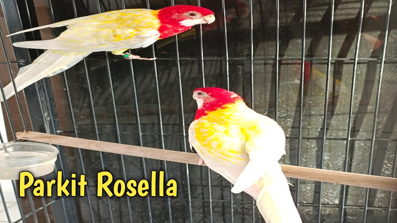 Parkit Rosella, Burung Australia Yang Mencolok Tapi Ternyata Sangat Adaptif