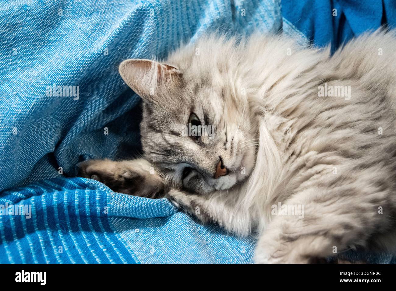 6 Ras Kucing yang Cenderung Tenang dan Jarang Mencakar Furnitur, Rumah Pun Lebih Damai