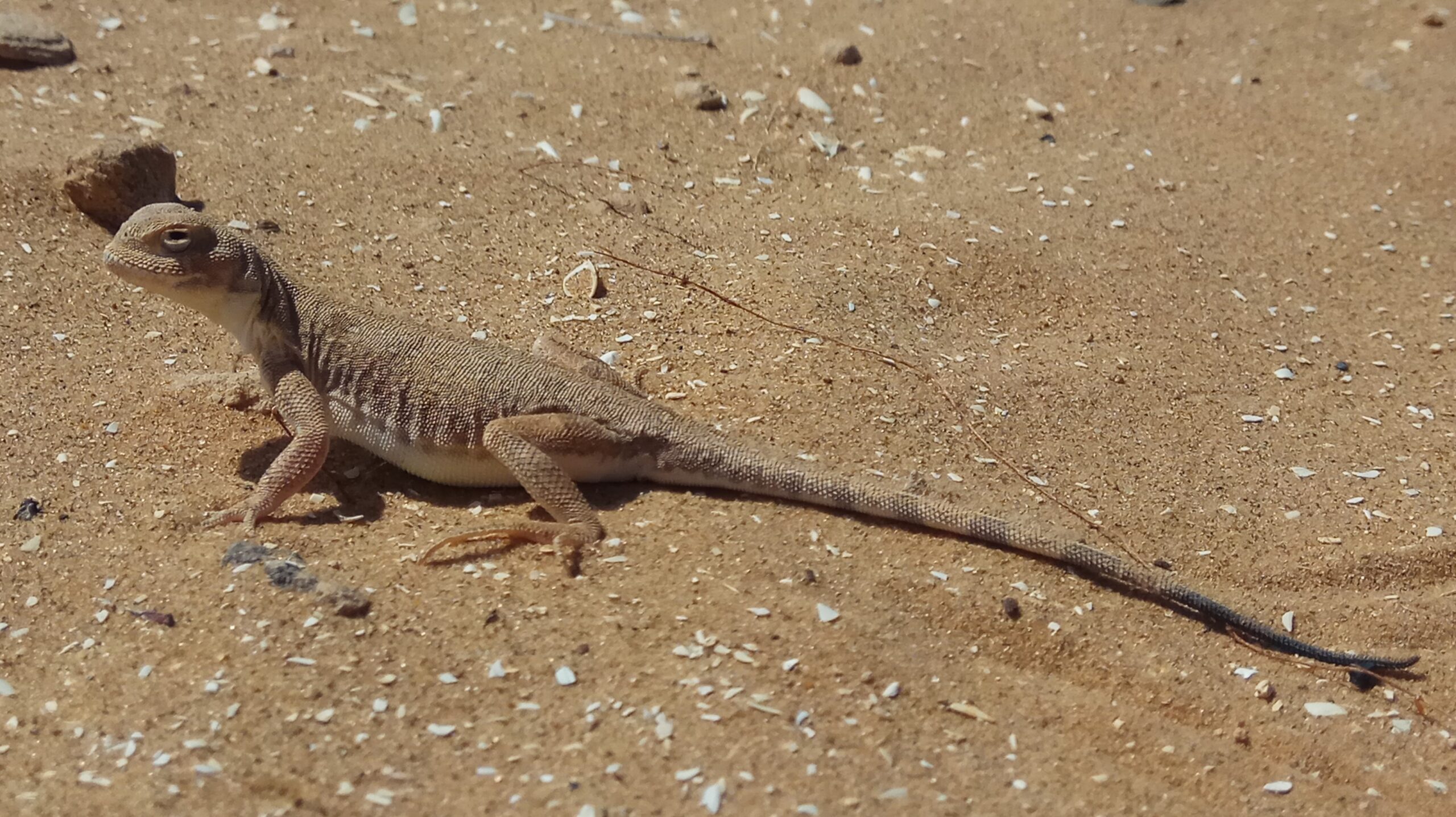 Toadhead Agama, Kadal Gurun Mini Dengan Pertahanan Mulut Yang Mengejutkan