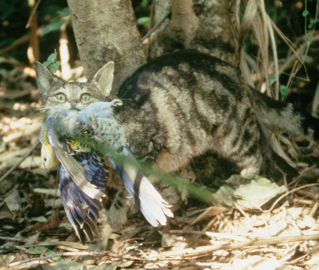 Kucing Sering Pulang Membawa Mangsa, Ancaman Kesehatannya Sering Diremehkan