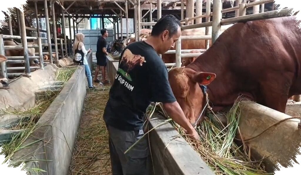 Si Diego, Sapi Kurban Prabowo 1,8 Ton dari Kuningan yang Lolos Seleksi Ketat