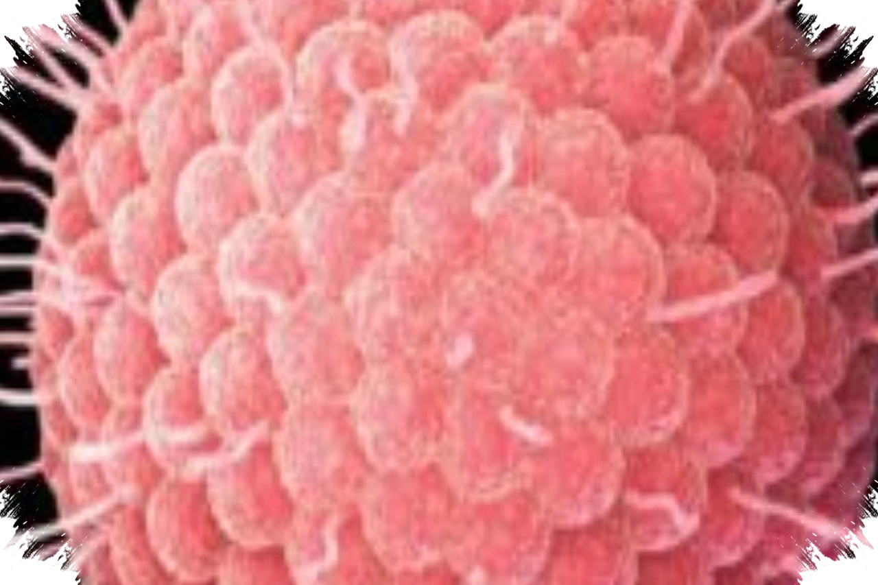 IDAI Ungkap Kunci Penularan Hantavirus, Bukan Tikus Liar Atau Peliharaan Yang Menentukan