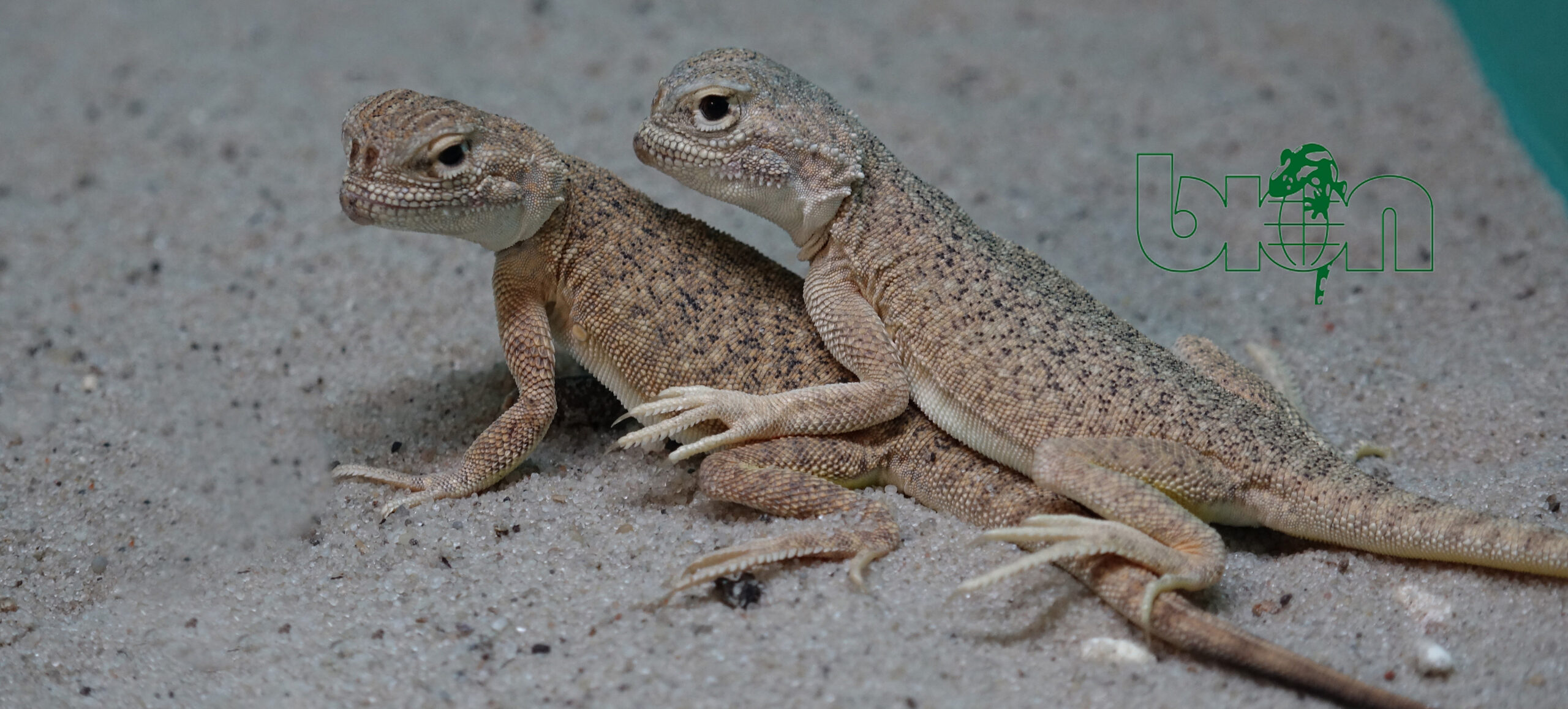 Toadhead Agama Tampak Kalem Di Gurun, Tapi Punya Jurus Pertahanan Yang Mengejutkan