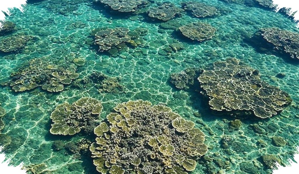 Saat Laut Makin Sunyi, Speaker Bawah Laut Bisa Membuat Karang Kembali Dihuni
