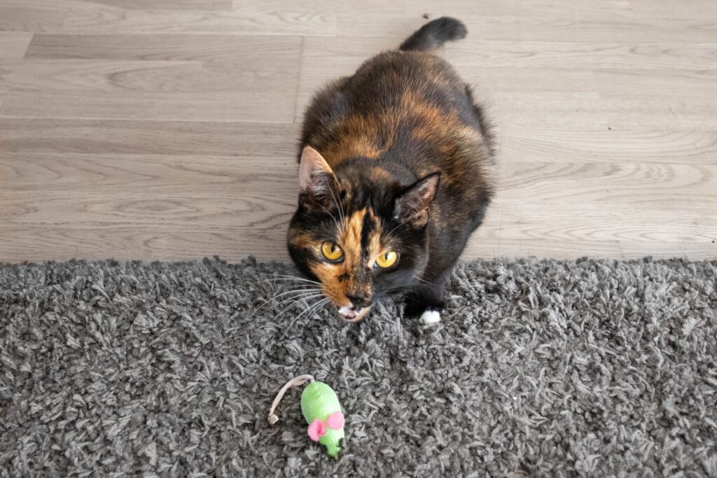 Bikin Terharu, 4 Alasan Ilmiah Kucing Bawa Bangkai Ke Rumah Ternyata Tanda Percaya