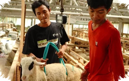 Jelang Idul Adha, Dompet Dhuafa Jateng Perketat QC Hewan Kurban Demi Amanah Pekurban