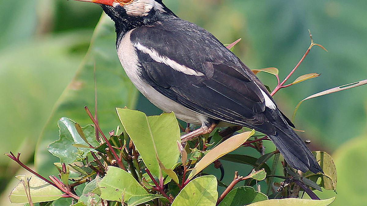 5 Burung Kerak Hitam Asli Indonesia, Ada Yang Bisa Meniru Suara Manusia
