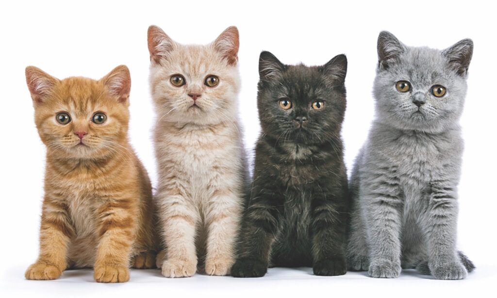 Warna Bulu Bukan Penentu Sifat Kucing, Inilah Faktor Yang Lebih Besar Membentuknya