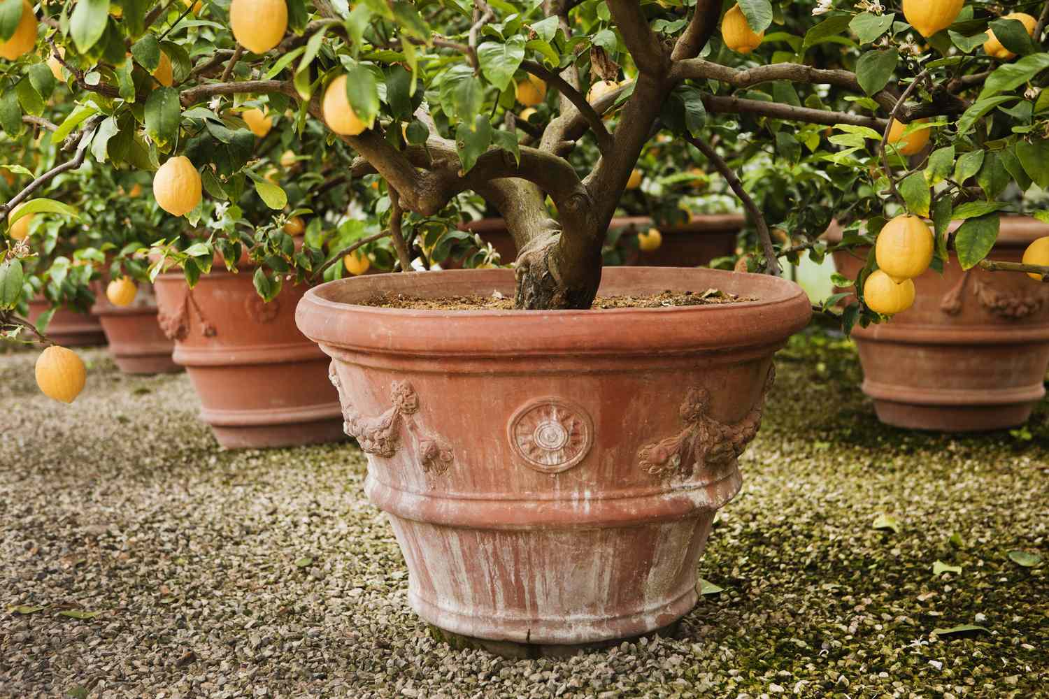 Lemon Dalam Pot Cuma Rimbun Daun, 7 Langkah Ini Bisa Mempercepat Buah Keluar