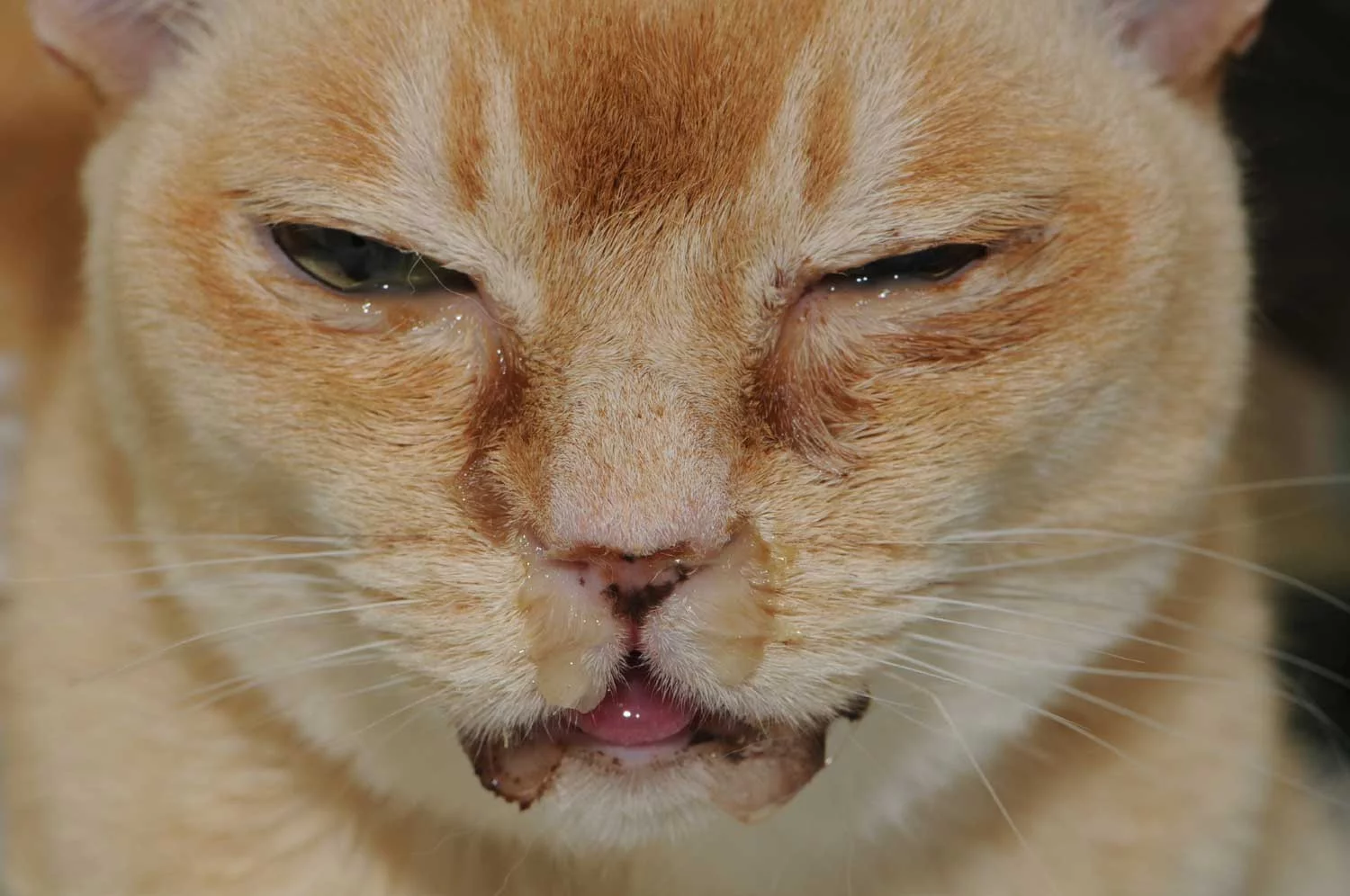 4 Penyebab Kucing Terkena Flu, Dari Virus Hingga Stres Yang Sering Diabaikan