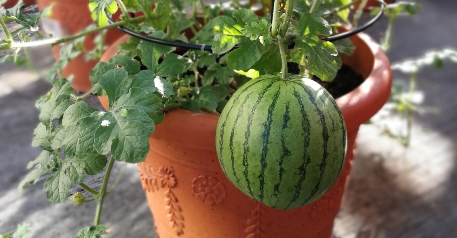 Melon Di Pot Bisa Manis, 5 Langkah Ini Menentukan Hasil Panen Di Rumah